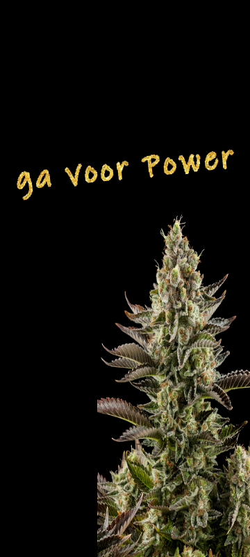 Ga Voor Power Flower